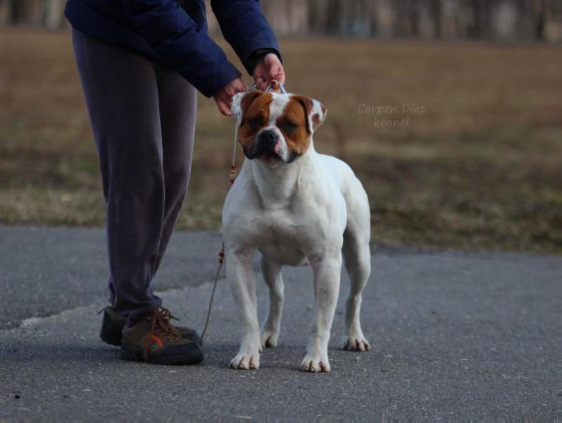 Morozny Dom Nikita For Carpen Diaz | American Bulldog 