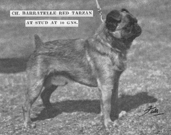 Barratelle Red Tarzan | Brussels Griffon 