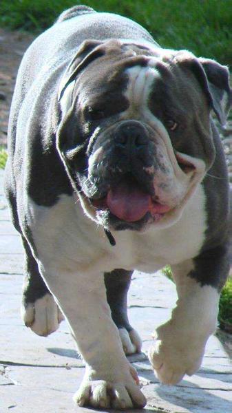 HellRazzor's Deacon | Olde English Bulldogge 