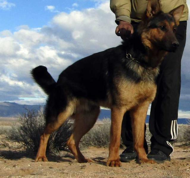 Remo von Markgraf | German Shepherd Dog 