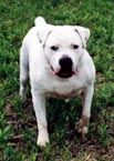 Hines Kombat of Aspenrare | Olde English Bulldogge 