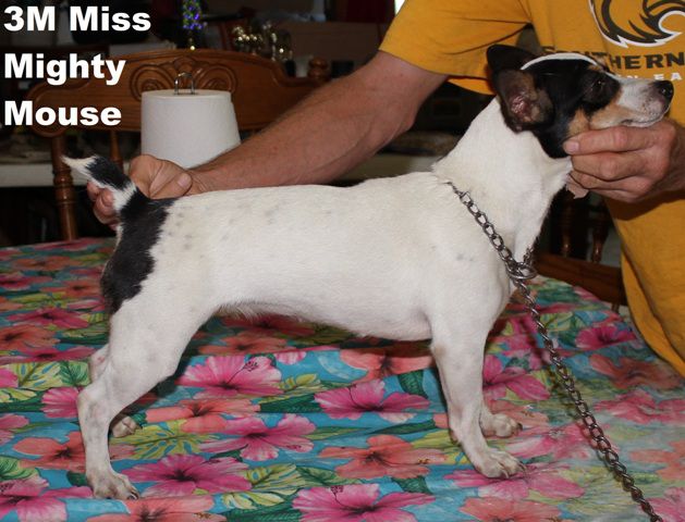 3M Miss Mighty Mouse | Teddy Roosevelt Terrier 