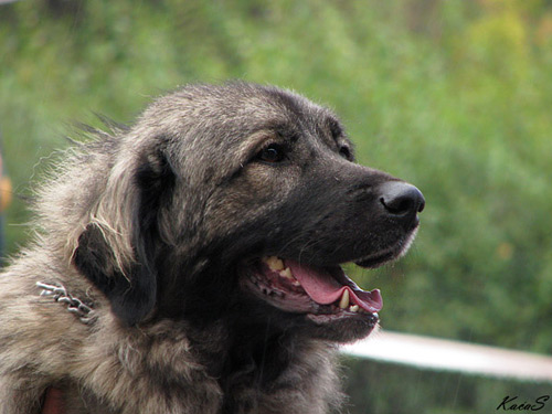 Alfa Mura Zlatni Štit | Yugoslavian Shepherd Dog-Sarplaninac 