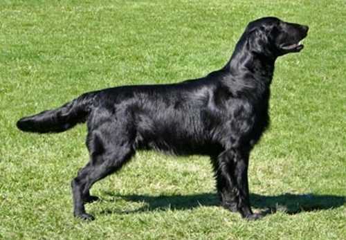 TOFFEDREAMS MICMAC POW-POW | Flat-Coated Retriever 