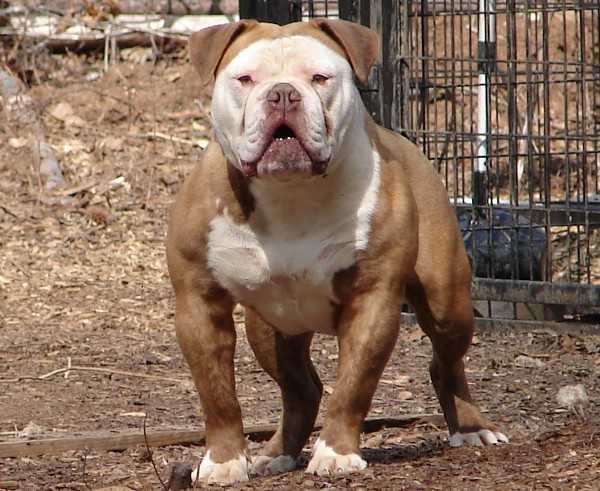 Aqulia | Olde English Bulldogge 