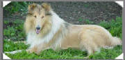 Oak Knolls Sleeping Beauty | Rough Collie 