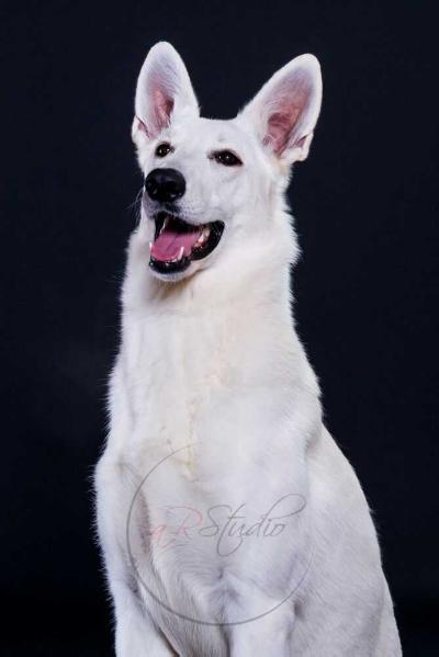 Crazy Little Thing Called Love di Grande Inverno | White Swiss Shepherd Dog 