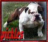 Rickett's Pickles of BuffaloCreek | Olde English Bulldogge 