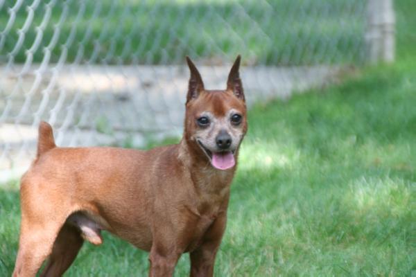 C's Home Run Hitter | Miniature Pinscher 