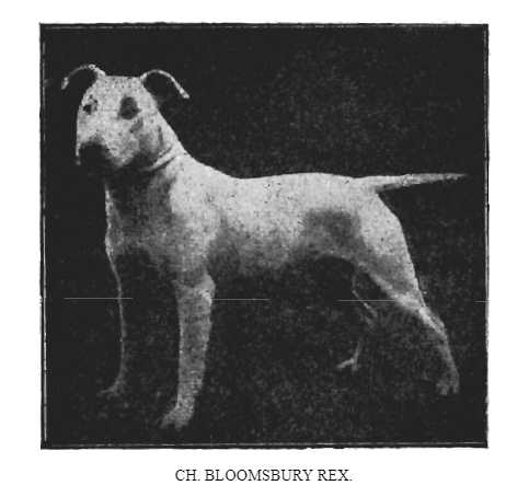 Bloomsbury Rex [Bloomsbury Prince x B Bead] | Bull Terrier 