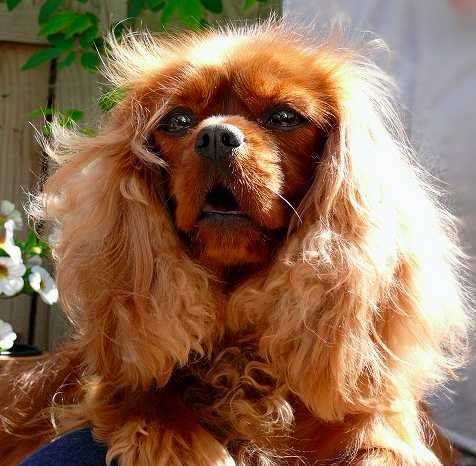 Penny Lane Vom Erlenbacher-Hemmerich | Cavalier King Charles Spaniel 