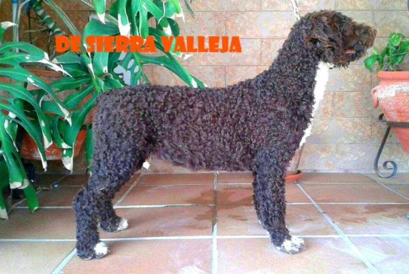 Tanololig de Sierra Valleja | Spanish Water Dog 