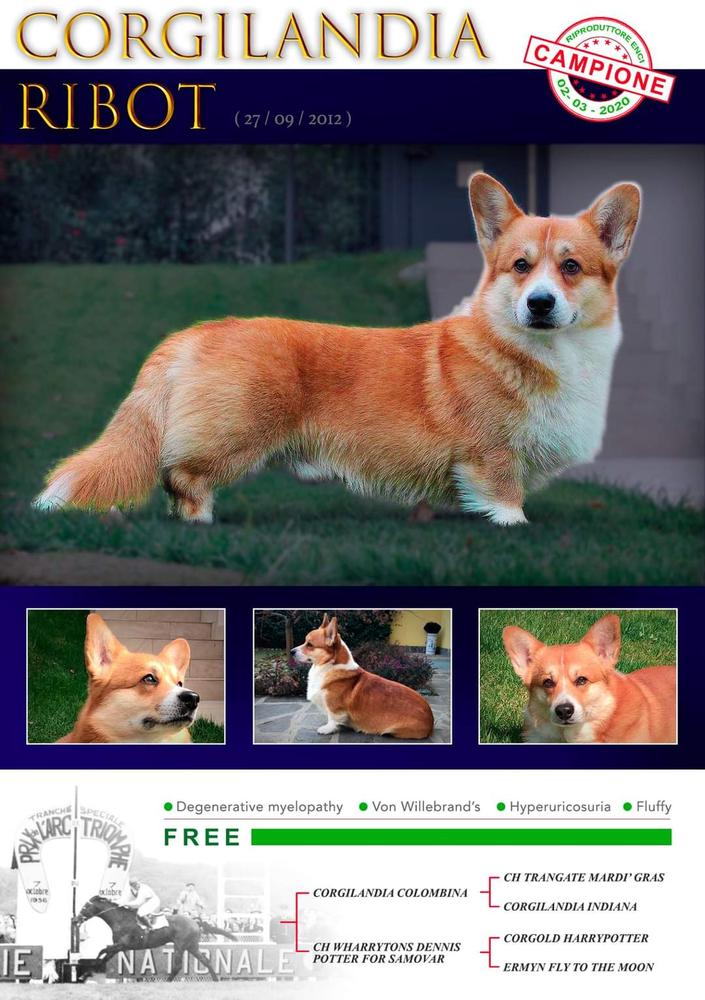 Corgilandia Ribot | Pembroke Welsh Corgi 