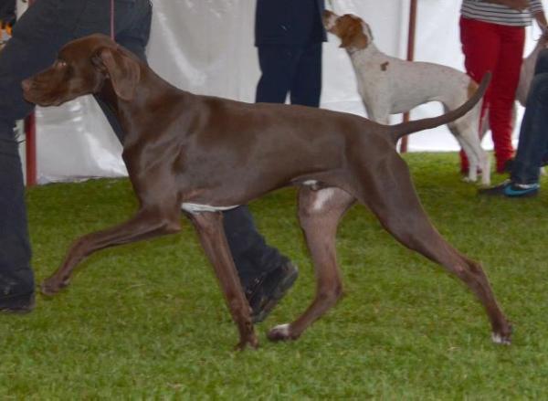 MONILUS CACAO | Pointer 