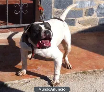 DANGER RB | American Pit Bull Terrier 