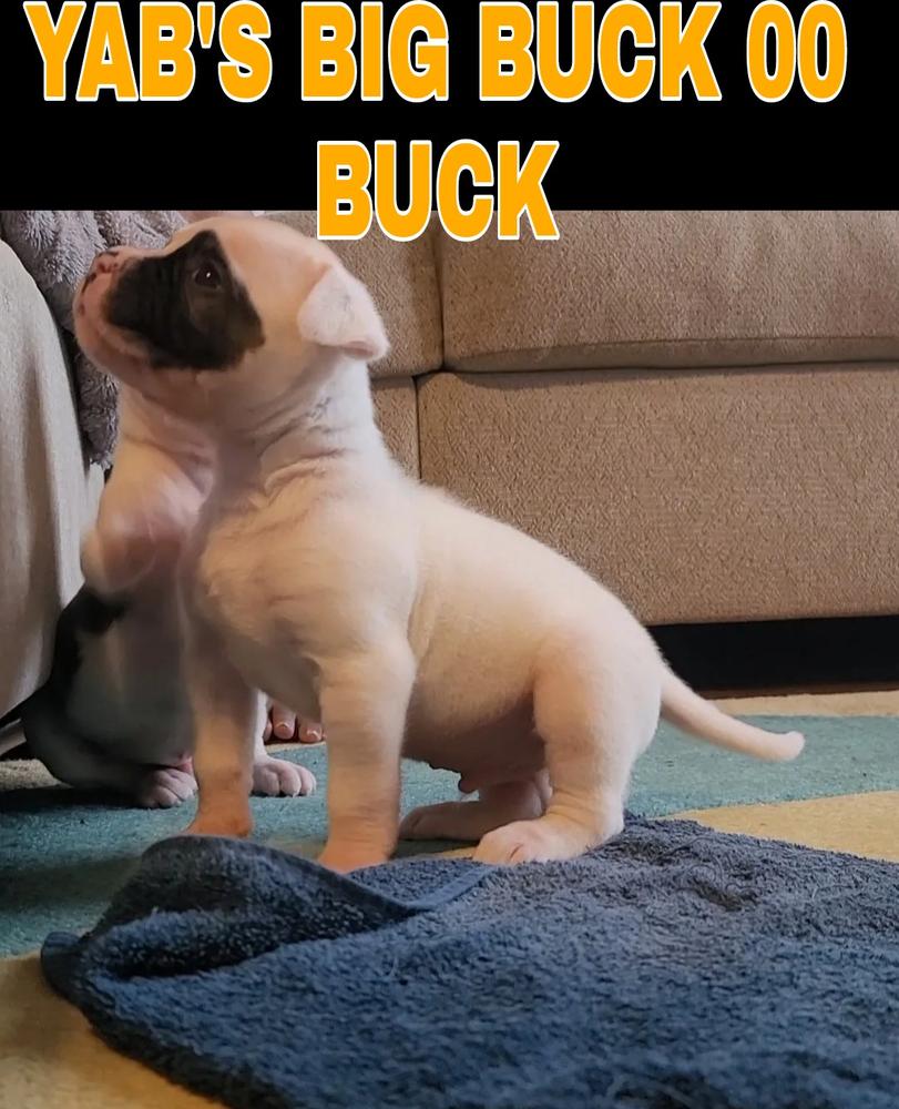 YAB'S BIG BUCK 00 BUCK | American Bulldog 