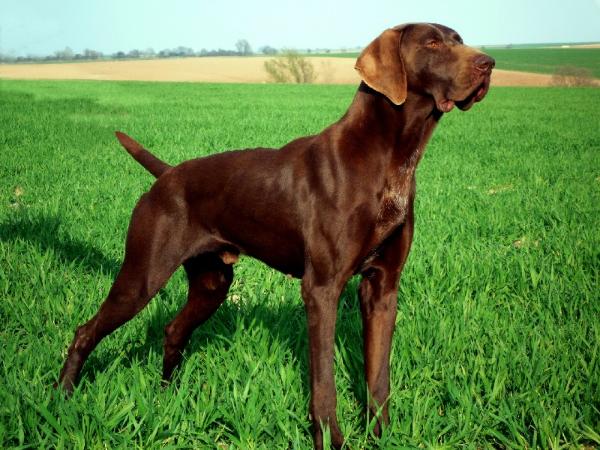 V.I.P. du Mas de l'Arbre | German Shorthaired Pointer 