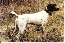 MOESGAARDS DEEJAYS DEREK | German Shorthaired Pointer 