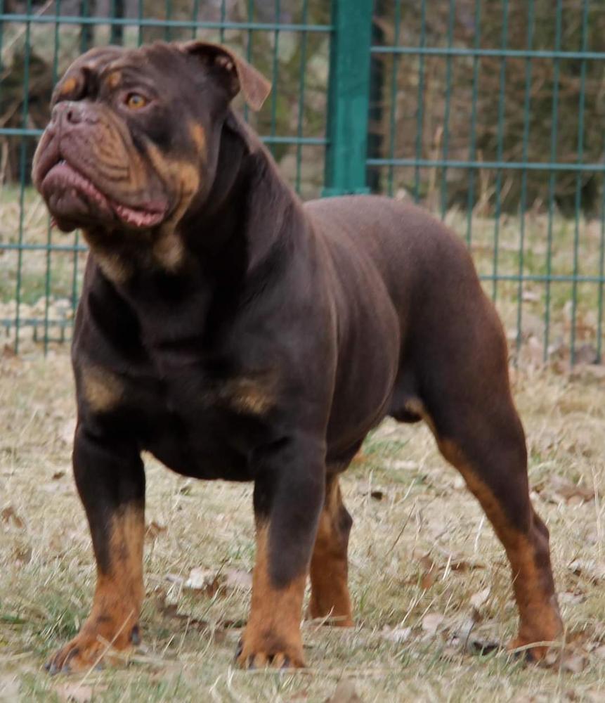 Bullforce/Bulls of Ireland Huggy Bear | Olde English Bulldogge 