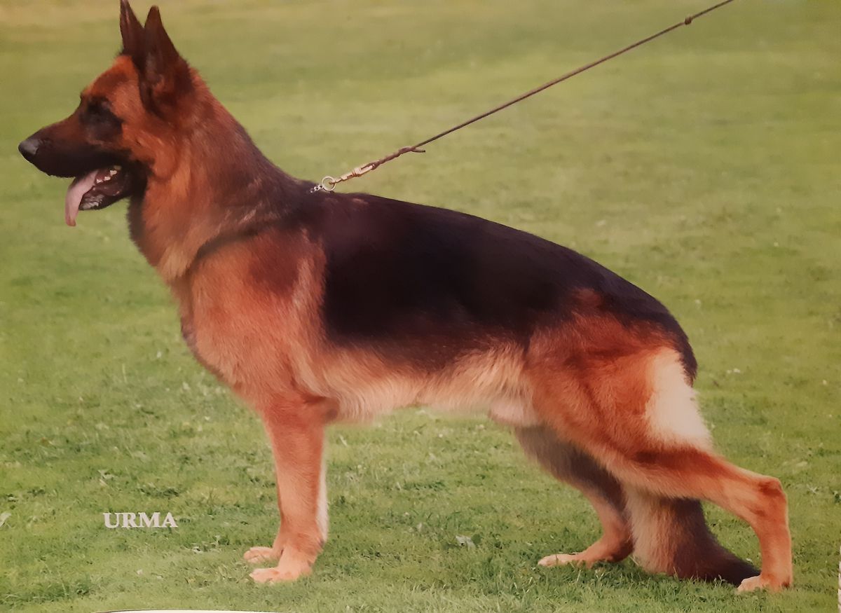 Pascali Eiko | German Shepherd Dog 