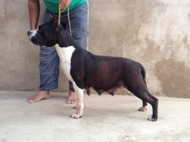 Mallabrigo &amp; Casubra Anita | American Staffordshire Terrier 
