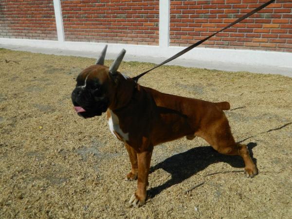 Chequelete Pantoja | Boxer 