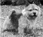 CHATZ NORSE KING WITH BELLEVILLE | Norwich Terrier 