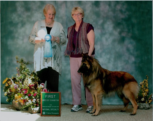 Aftershock The Wayward Wind | Belgian Tervuren 