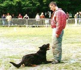 Murphy de la cite des grands feux | Beauceron 