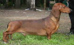 Hampdach Chryses | Dachshund 