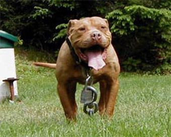 PIT STOP'S RED (SMITH) ROM | American Pit Bull Terrier 