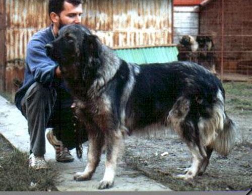 Rona (JR 70804) | Yugoslavian Shepherd Dog-Sarplaninac 