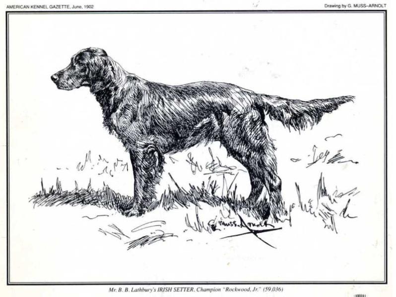 Rockwood, Jr. | Irish Setter 