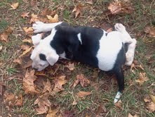Smada's Tickle Me Maggie | American Bulldog 