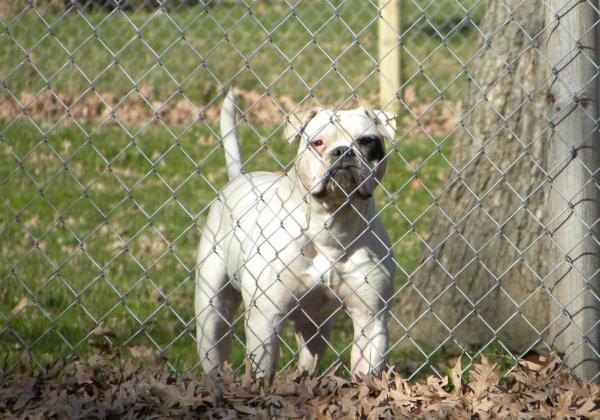 Monster of King Of Bulls | American Bulldog 