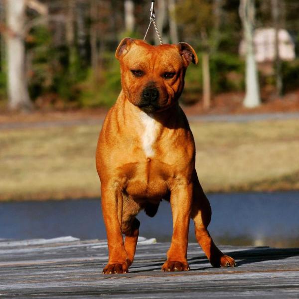 e-Ruffian.com/SBT All Too Soon | Staffordshire Bull Terrier 