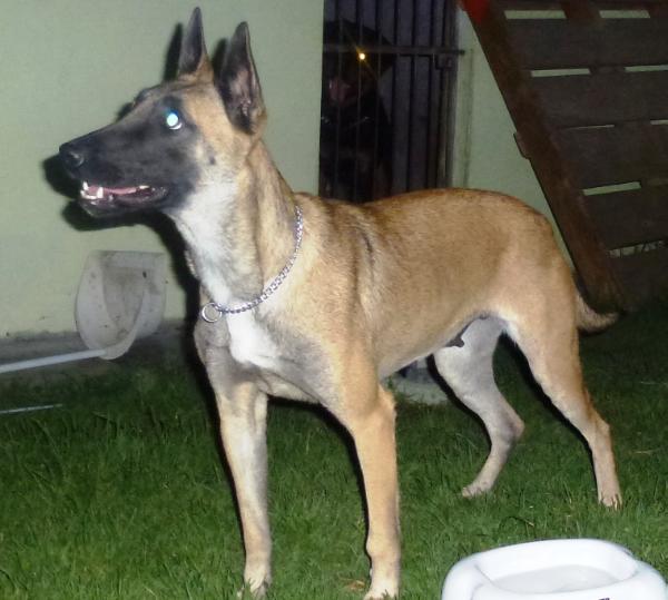 Helen (Clemente) MEX.FCI. | Belgian Malinois 