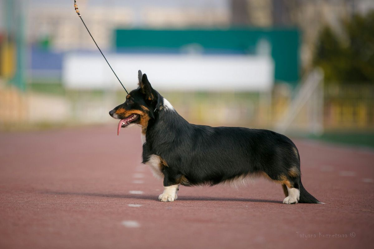 Demetra Loyal Ally | Cardigan Welsh Corgi 