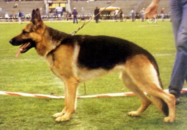 Helge vom Trienzbachtal | German Shepherd Dog 