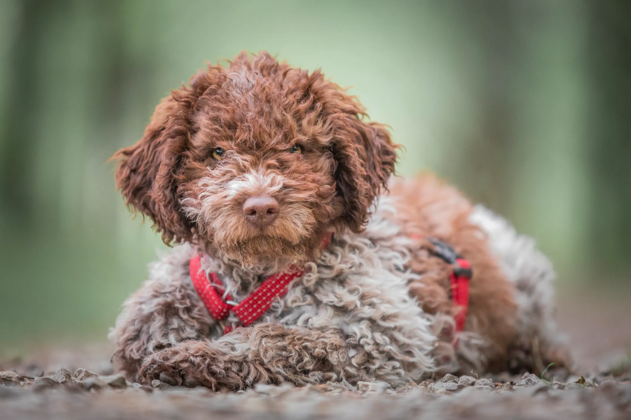 Lagotto Romagnolo