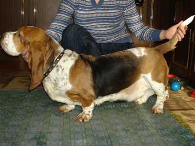 Jang Ezheni Tuta | Basset Hound 