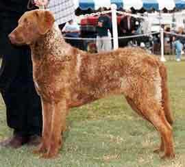 Quailridge's Crystal Bay | Chesapeake Bay Retriever 