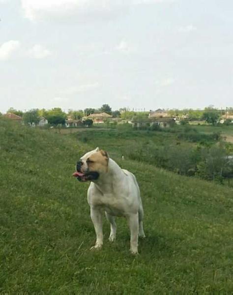 MS ZARA DZSAMIRA | American Bulldog 