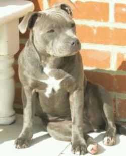 REZAVOIRE SILVER BLUE LADY | Staffordshire Bull Terrier 