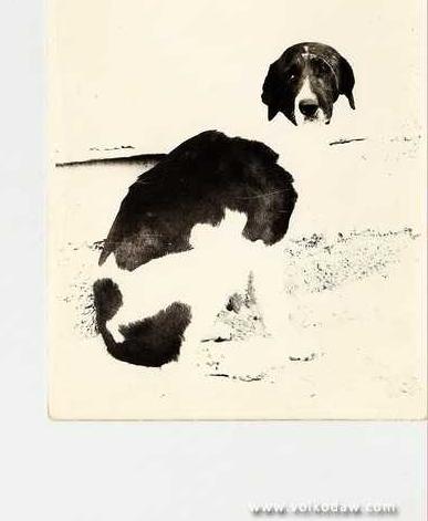 Karabash ow.Saparov | Central Asian Shepherd Dog 
