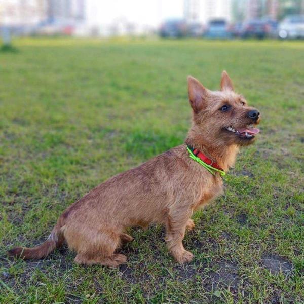Angsana Evangeline Sunny Flower | Australian Terrier 