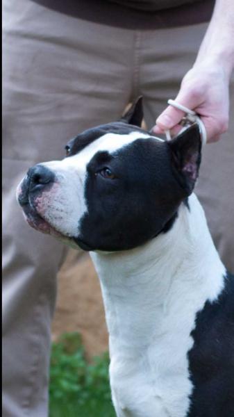KARBALLIDO STAFFS BLACK SPEED PRINCESS | American Staffordshire Terrier 