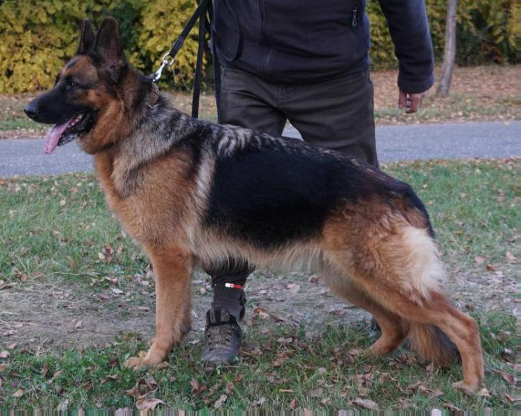 Ofelia von Bellissimo | German Shepherd Dog 