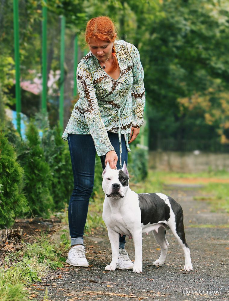 HYDA Zlota Strefa | American Staffordshire Terrier 