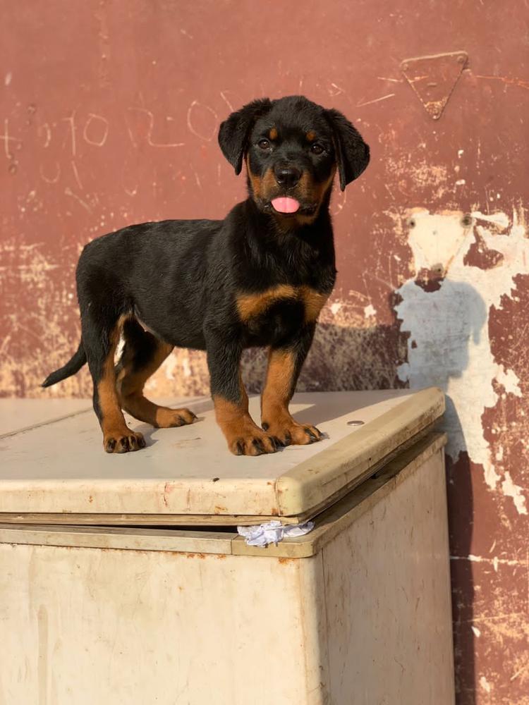 BRACHA | Rottweiler 